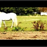 Header4 med film kant